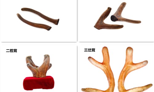 肌肉会消耗全身的脂肪吗-肌肉会消耗脂肪吗网肌肉会减少吗知识网站,分享肌肉被消耗掉可以长回来吗大全